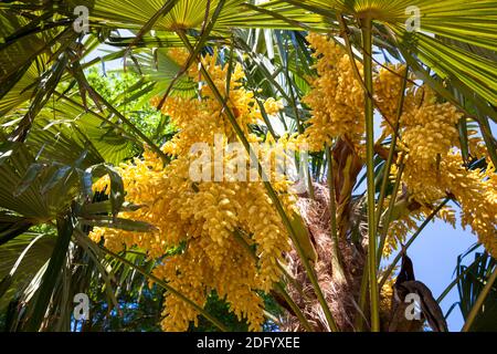 Fioritura della palma Chusan (Trachycarpus fortunei) in un giardino pubblico, in Germania. Foto Stock