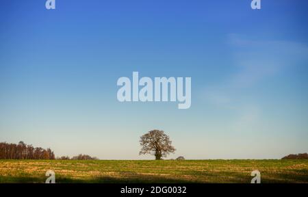 Un solo albero sorge sullo skyline di un campo. Ci sono alberi su un lato e un cielo sopra. Foto Stock