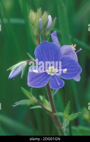 Gamander ehrenpreis, veronica chamaedrys, maennertreu, veronique petit-chene, germander speedwell Foto Stock