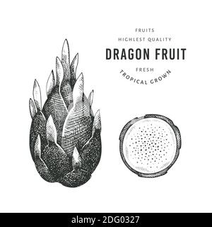 Schizzo disegnato a mano stile drago frutta. Illustrazione di vettore di cibo fresco organico isolato su sfondo bianco. Retrò pitaya frutta illustrazione. Incisi s Illustrazione Vettoriale