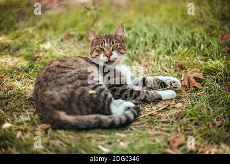 La foto panoramica di un gatto adulto curioso a strisce sta guardando la macchina fotografica. Messa a fuoco selettiva sugli occhi. Foto Stock