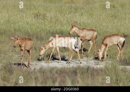 Hartebeest (Alcelaphus buselaphus), Kuhantilope, Grasslandantilope, Suedafrika, Sudafrica Foto Stock