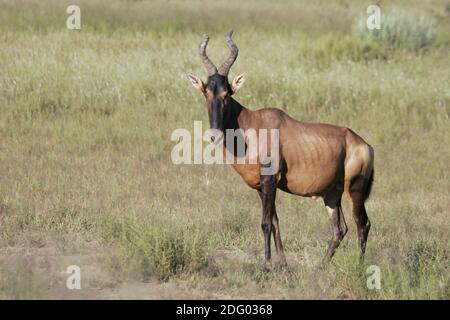 Hartebeest (Alcelaphus buselaphus), Kuhantilope, Grasslandantilope, Suedafrika, Sudafrica Foto Stock