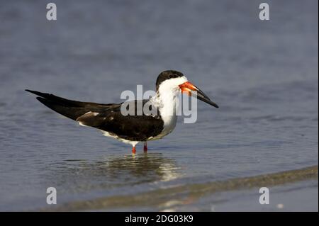 Amerikanischer Scherenschnabel, Rynchops niger, Black Skimmer Foto Stock