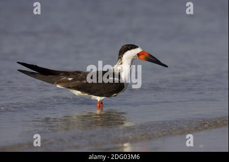 Amerikanischer Scherenschnabel, Rynchops niger, Black Skimmer Foto Stock