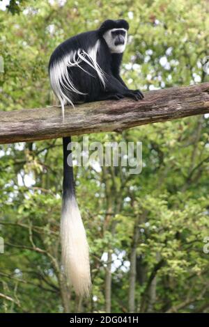 Mantelaffe, guereza, colobus guereza, colobus abissino bianco e nero, colobus nero e bianco orientale, noerdlicher guereza, Foto Stock