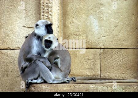 Holyffen - Hulman-Languren haumann-langur, hulam, Langure graue, langure indiane, semnopithecus, langur grigio Foto Stock