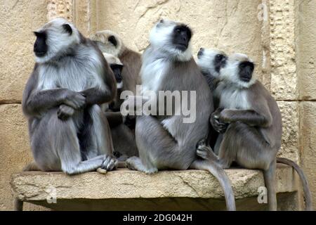 Holyffen - Hulman-Languren haumann-langur, hulam, Langure graue, langure indiane, semnopithecus, langur grigio Foto Stock