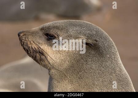 Fur Seal, South African Sea Bear, Darf Seal, Dwarf Fur Seal, Arctocephalus pussilus, Cape Fur Seal, South African Fur Seal, Cap Foto Stock