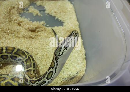 python molurus rettile di media età allevamento in casa rettile Foto Stock