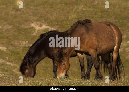 Cavalli selvaggi Foto Stock