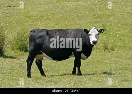 Cow, Bodmin Moor, Colli Ford Lake, Cornovaglia, Inghilterra sudoccidentale Foto Stock