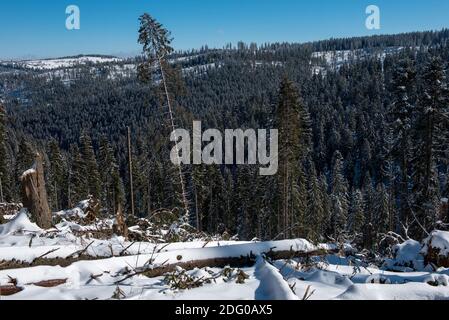 Winter pine tree forest destroyed, affected by a powerful snowstorm. Natural disaster Foto Stock