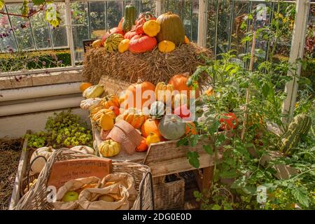 Una serra giardino ha un carrello colorato che mostra una selezione di zucche in vendita Foto Stock