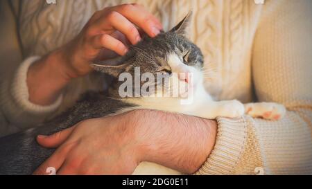 Un simpatico gatto tabby dell'animale domestico è seduto nelle braccia di un uomo in un maglione bianco che sta stropiccandosi la sua testa. E il gatto ha chiuso gli occhi con piacere e gode Foto Stock