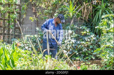 Alberton, Sudafrica - un lavoratore migrante nero fa il lavoro manuale di giardinaggio in un giardino residenziale Foto Stock