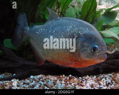 Pigocentrus nattereri, nomi comuni Piranha dal colore rosso, Piranha dal colore rosso, Piranha rosso, Piranha comune, Piranha Natterer Foto Stock