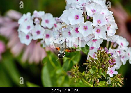 Macroglossum stellatarum, farfalla di Hummingbird tra il fiore della flox. Foto macro Foto Stock