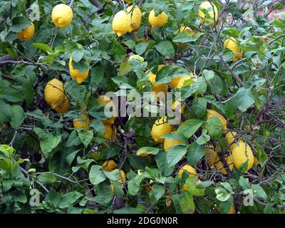 Albero di limone con frutti di limone gialli maturi sui rami con foglie verdi dense vista frontale in primo piano Foto Stock