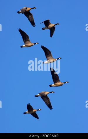 Oche canadesi (Branta canadensis) in volo, Cosumnes River Preserve, California Foto Stock