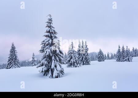 Splendido paesaggio durante la fredda giornata invernale. Alta montagna. Alberi di pino nelle nevicate. Prato e foreste. Sfondo nevoso. Paesaggio naturale. Posizione Foto Stock