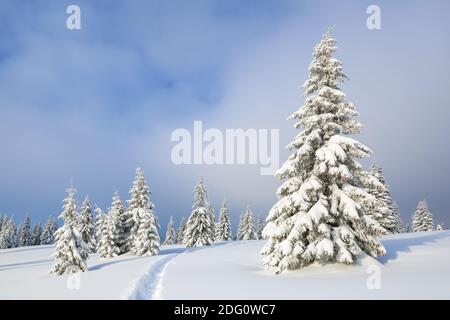 Paesaggio invernale con alberi in ciasoli, il prato coperto di neve con il sentiero. Foto Stock