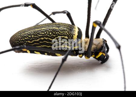 Ragni di legno gigante o Golden Orb Web Spider, Nephila maculata - isolato su sfondo bianco Foto Stock