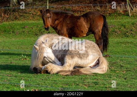 Un cavallo bianco che riposa in erba verde. Foto di Vomb, contea di Scania, Svezia Foto Stock