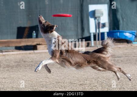 Collie di bordo marrone e bianco a metà aria dopo la scomparsa cattura di un disco Foto Stock