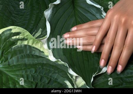 Belle Palme femminili con manicure naturale perfetto. Estetica naturale per la cura delle mani. Unghie leggere Polish, pelle morbida marrone chiaro. Trattamento estivo per le mani Foto Stock