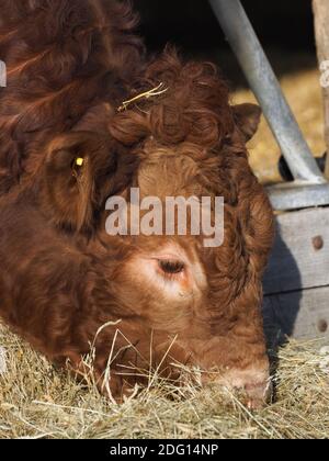 Un colpo di testa di una mucca commerciale in un capanno di mucca. Foto Stock