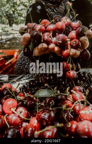 Donna che tiene una manciata di ciliegie appena raccolte in Isparta - Turchia Foto Stock