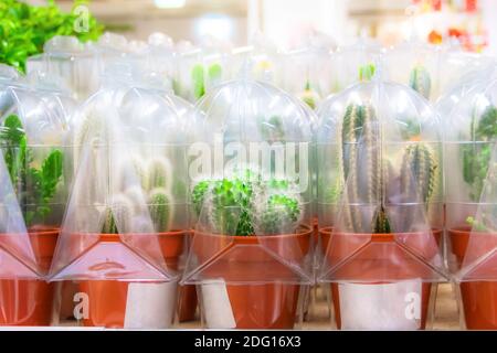 Vari cactus in vendita coperture protettive in plastica per il trasporto a. punti vendita Foto Stock