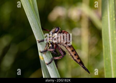 Primo piano di Robber fly uccidendo e mangiando una vespa. Concetto di insetto e conservazione della fauna selvatica, conservazione dell'habitat, e giardino fiorito cortile Foto Stock