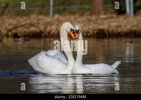 Höckerschwäne (Cygnus olor) beim Hochzeitstanz Foto Stock