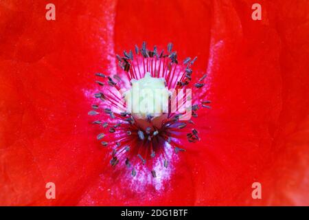 Rosso papavero fiore timbro macro foto Foto Stock