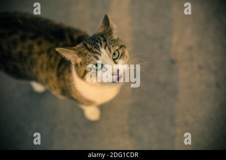 il gatto dagli occhi verdi lecca le labbra Foto Stock
