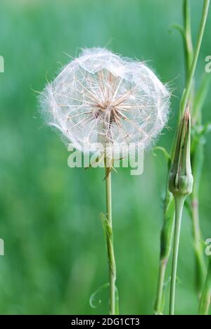 Bella grande palla bianca su un campo nella natura Foto Stock