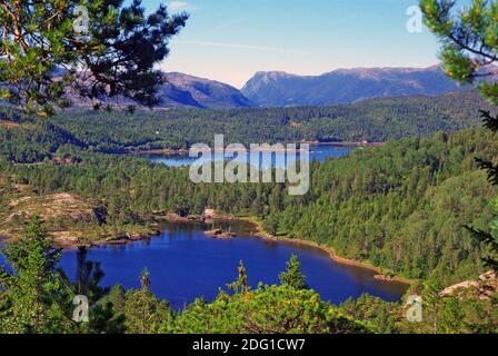 Woodland alla strada costiera 17 Foto Stock