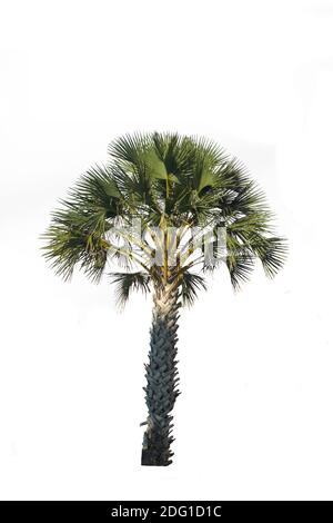 Palm tree isolated on white background with clipping paths for garden design.Tropical trees popularly used to decorate the garden. Stock Photo