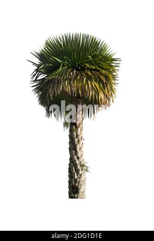 Palm tree isolated on white background with clipping paths for garden design.Tropical trees popularly used to decorate the garden. Stock Photo