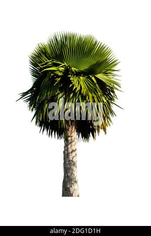 Palm tree isolated on white background with clipping paths for garden design.Tropical trees popularly used to decorate the garden. Stock Photo