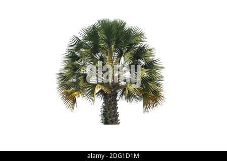 Palm tree isolated on white background with clipping paths for garden design.Tropical trees popularly used to decorate the garden. Stock Photo