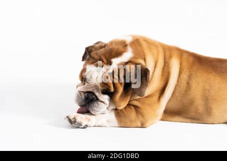 Mentre si riposa, il cane lecca le zampe. Il Bulldog inglese era allevato come un compagno e cane deterrente. Una razza con un cappotto marrone con macchie bianche. Foto Stock