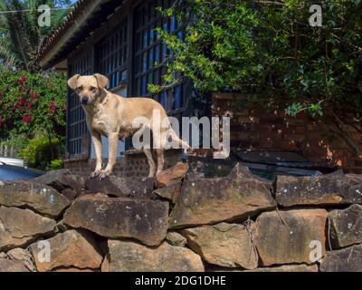 Ritratto di un cane mongrel abbandonato in piedi su un muro di pietra all'alba. Catturato vicino alla città coloniale di Villa de Leyva nel Monte andino centrale Foto Stock