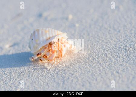 Gemeiner Einsiedlerkrebs, pagurus bernhardus, granchio marino comune Foto Stock