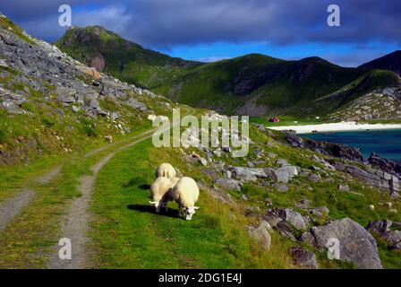 Haukaland - a nord del circolo artico Foto Stock