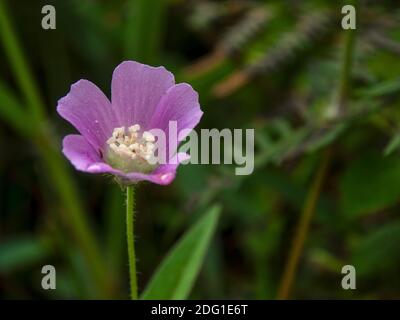 Macrofotografia di un fiore di anoda spurred, catturato in una fazione vicino alla città di Gachantiva, nelle montagne centrali andine della Colombia. Foto Stock