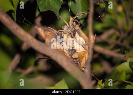 Rain Spider (Palystes superciliosus) sul bozzolo d'uovo 8421 Foto Stock