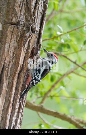 Mittelspecht, Dendrocopos medius, picchio medio macchiato Foto Stock